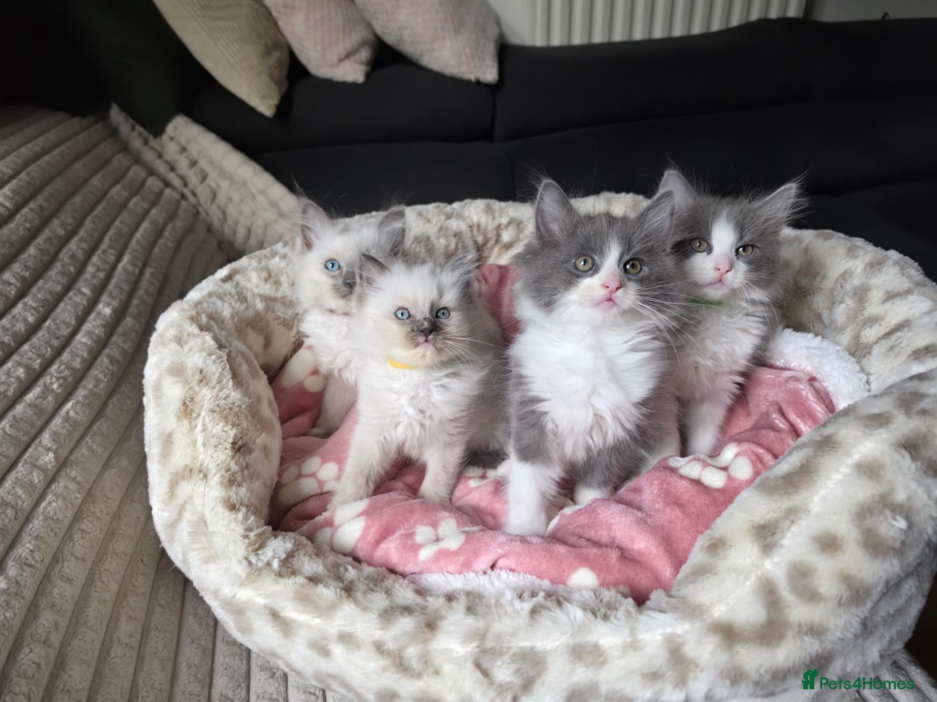 Mixed Breed cats 4 ragdoll x kittens- Ready now - Advert 8