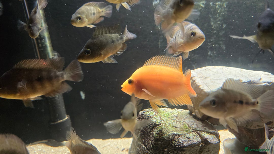 Cichlids fish for sale: Midas cichlids  - Image 2