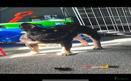 French Bulldog dogs for sale: 3 Merle French bulldog pups  - Image 3