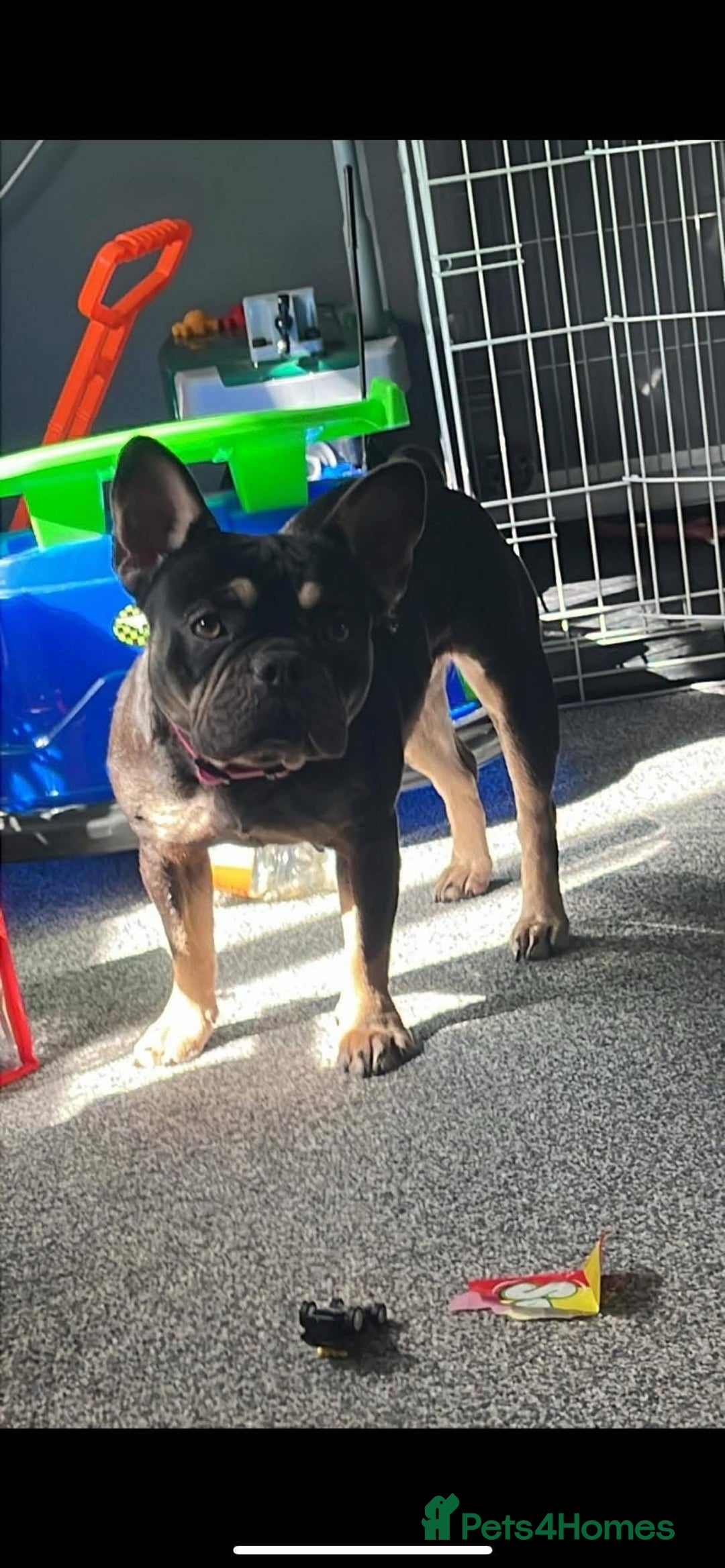 French Bulldog dogs for sale: 3 Merle French bulldog pups  - Image 3