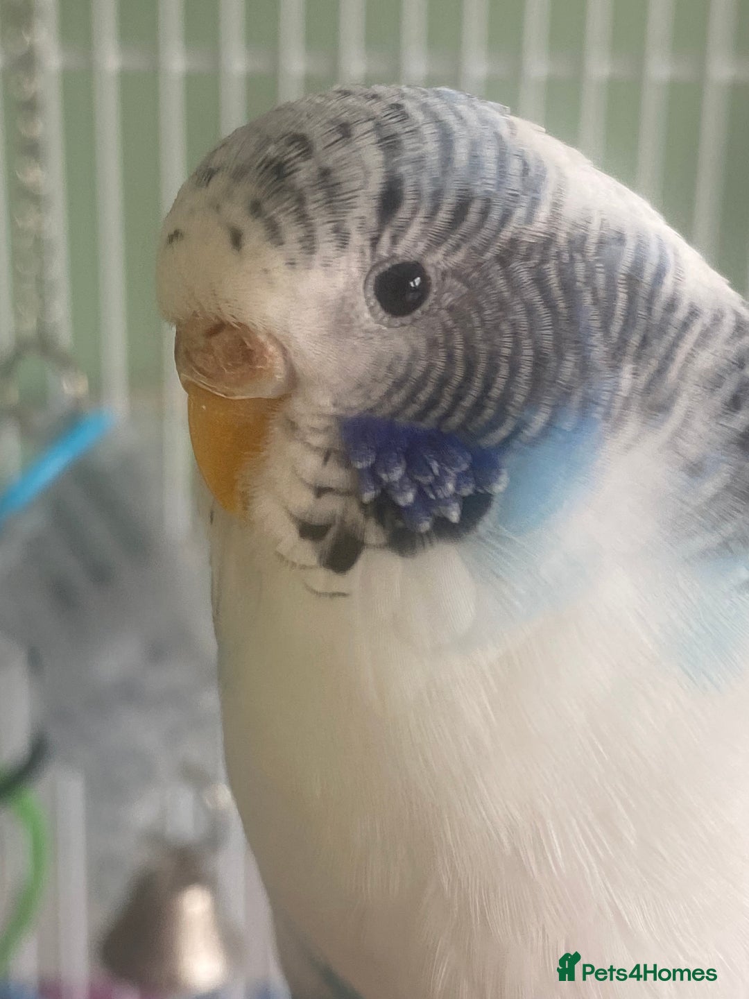Budgerigars birds for sale: Snowy. Female Budgie. With cage. 5 years old.  - Image 2
