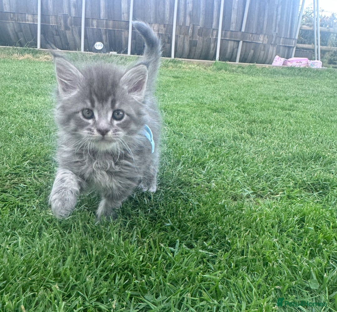 Maine Coon cats for sale: TICA REGISTERED champion Mainecoon kittens in Tring - Image 8
