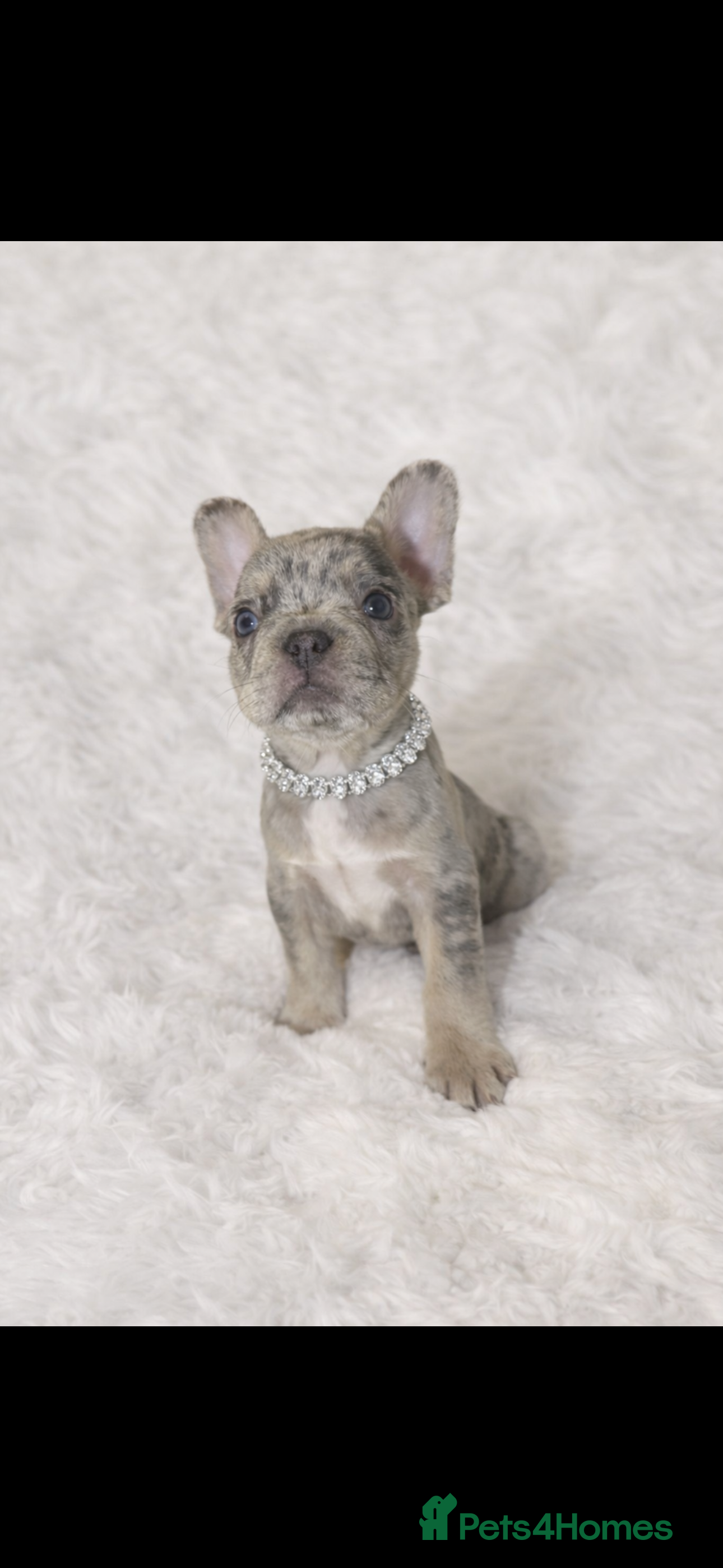 French Bulldog dogs Beautiful French Bulldog Puppies Available  - Advert 7