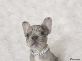 French Bulldog dogs Beautiful French Bulldog Puppies Available - Advert 7