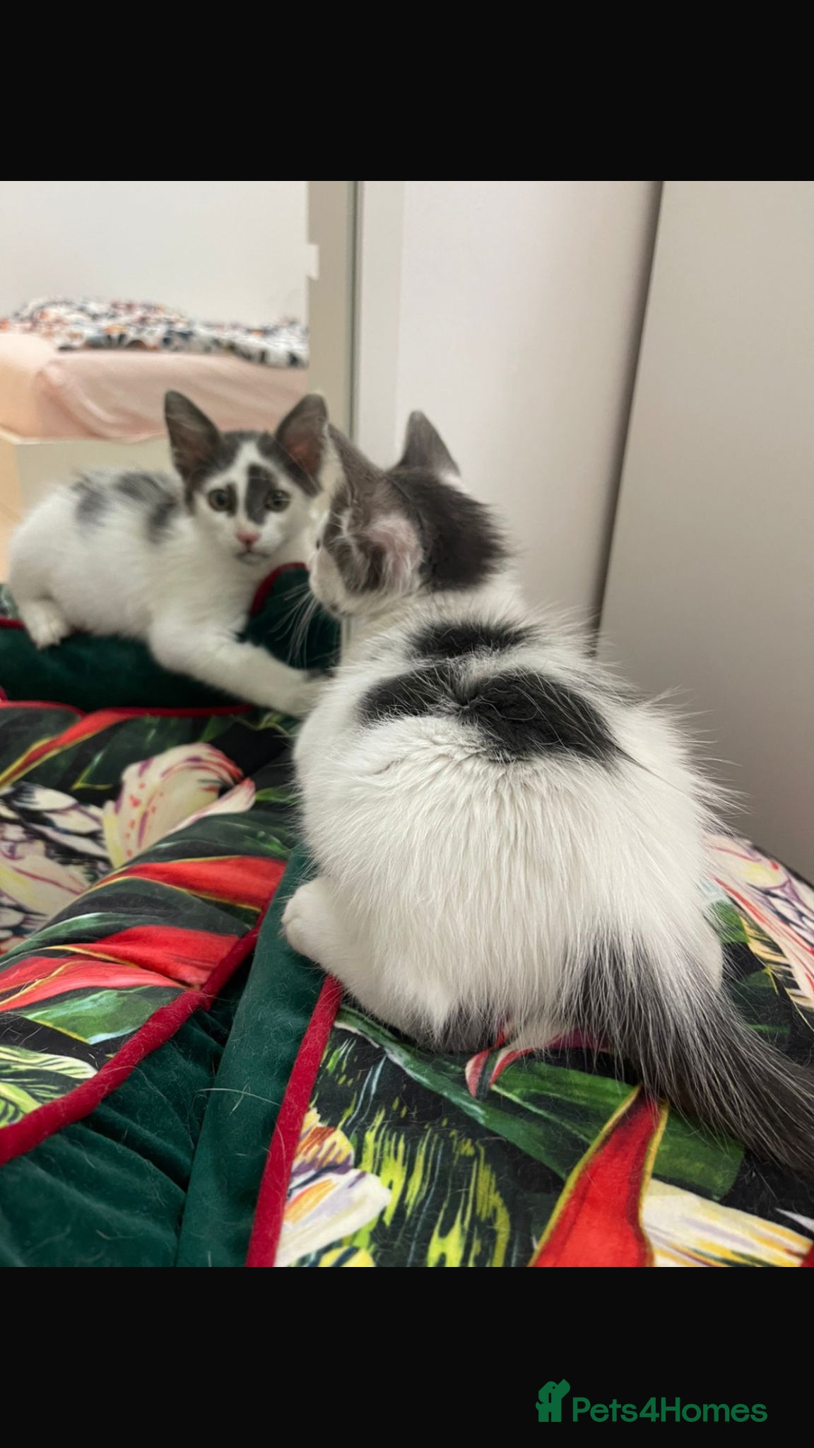 Mixed Breed cats OSCAR NEUTERED - RUBY SPAYED HAPPY FRIENDLY FUN  - Advert 1