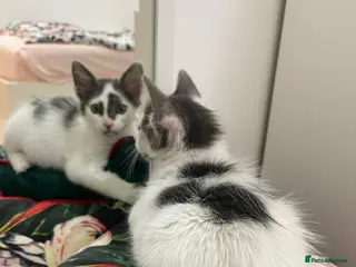 Mixed Breed cats OSCAR NEUTERED - RUBY SPAYED HAPPY FRIENDLY FUN - Advert 1