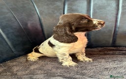 Cocker Spaniel dogs for sale: Ready Now! KC Show Type Cocker Spaniel Pups  - Image 34