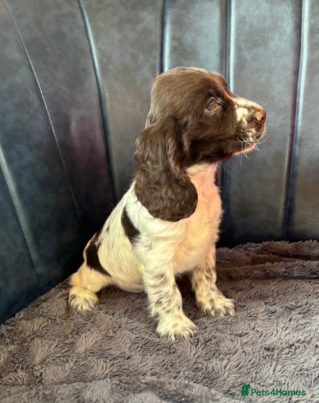 Cocker Spaniel dogs for sale: Ready Now! KC Show Type Cocker Spaniel Pups  - Image 34
