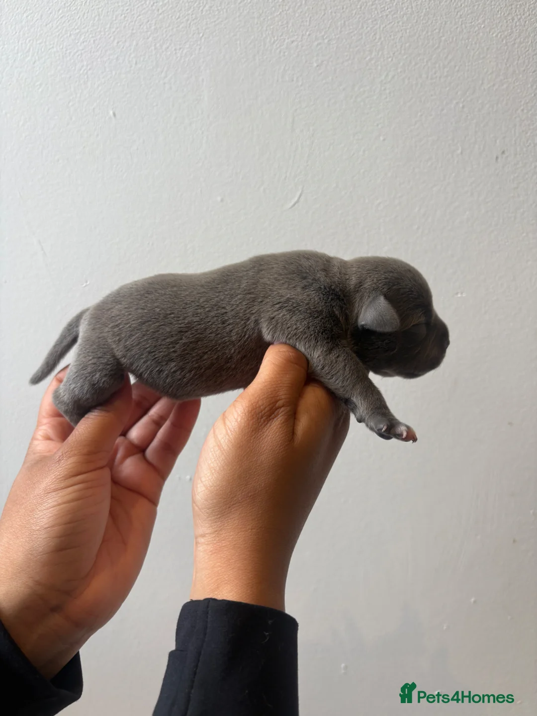 Staffordshire Bull Terrier dogs for sale: PHARAON PUPPIES 🏆 STAFFORDSHIRE BULL TERRIERS  - Advert 23