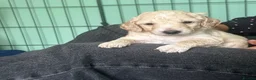 Cockapoo dogs for sale: Male cockapoo pup in Ballymena - Advert 2