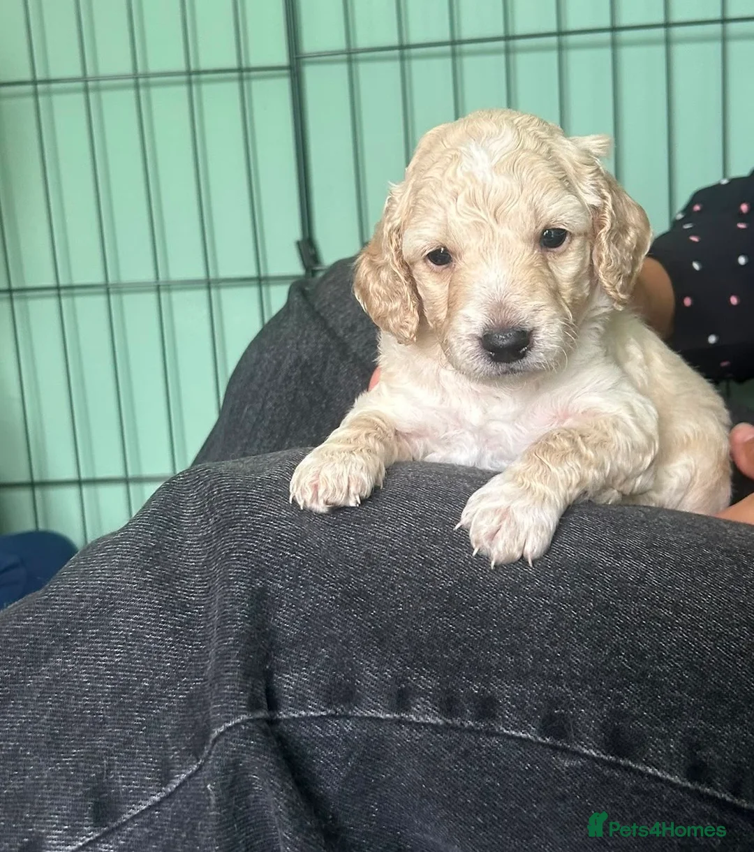 Cockapoo dogs for sale: Male cockapoo pup in Ballymena - Advert 2