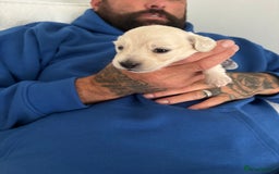 Miniature Dachshund dogs for sale: Platinum Cream Long Haired Miniature Dachshund - Image 2