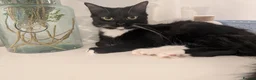 Mixed Breed cats for sale: Two female cats, together or seperate - Advert 2
