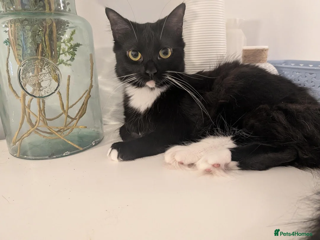 Mixed Breed cats for sale: Two female cats, together or seperate - Advert 2