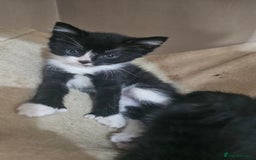 British Shorthair cats for sale: Brittish short hair cross main coon kittens - Image 7