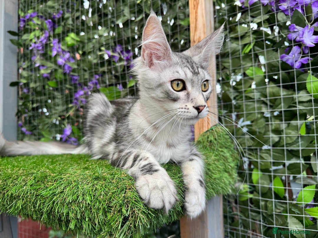 Maine Coon cats for sale: Russian bloodline Maine Coon Kittens 20+Gen! 🏆 - Image 23
