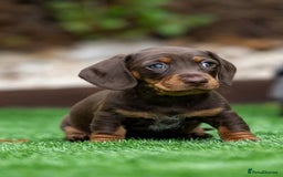 Miniature Dachshund dogs for sale: x3 stunning miniature Dachshunds boys - Image 6