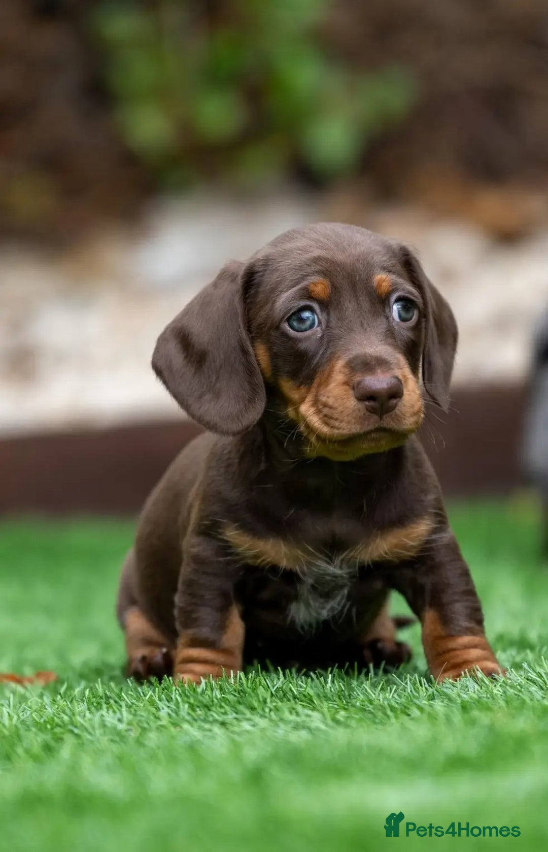 Miniature Dachshund dogs for sale: x3 stunning miniature Dachshunds boys - Image 6