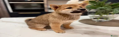 Japanese Shiba Inu Puppy 3