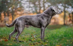 Labrador Retriever dogs for sale: Health Tested KC Registered Labradors - Image 12