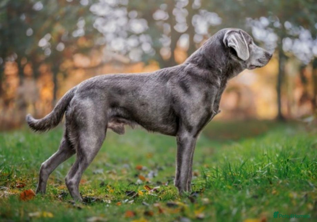 Labrador Retriever dogs for sale: Health Tested KC Registered Labradors - Image 12