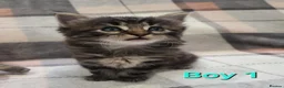 Siberian cats for sale: Adorable Kittens Looking for Loving Homes! 🐾 - Advert 14