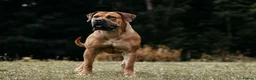 Boerboel dogs for sale: Females available from Topguard Kennels   - Advert 1