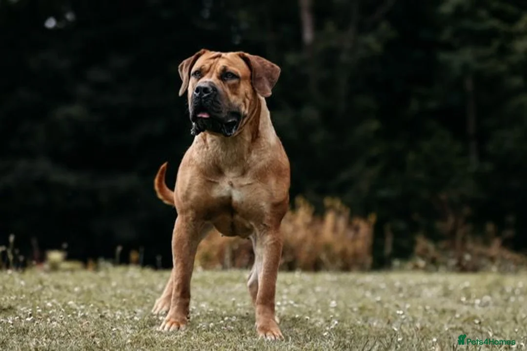 Boerboel dogs for sale: Females available from Topguard Kennels   - Advert 1