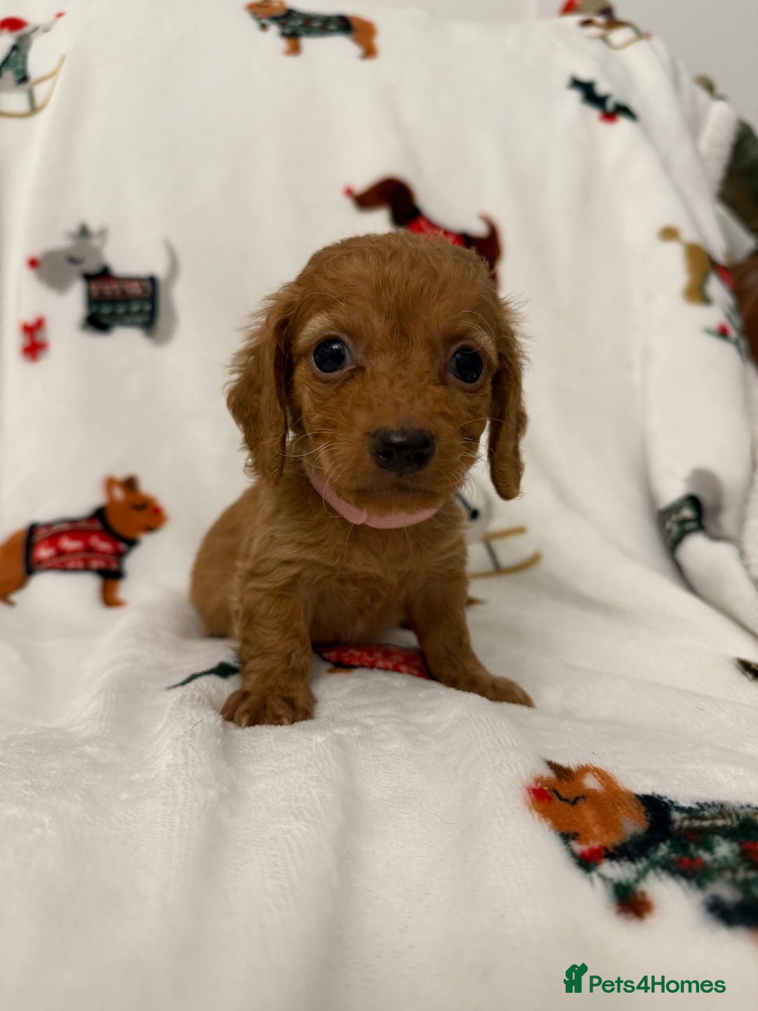 Miniature Dachshund dogs for sale: Beautiful Cream Longcoats Miniature Dachshund  - Advert 23