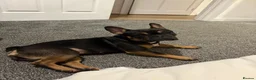 French Bulldog dogs for sale: 2 franchies must go together  - Advert 2