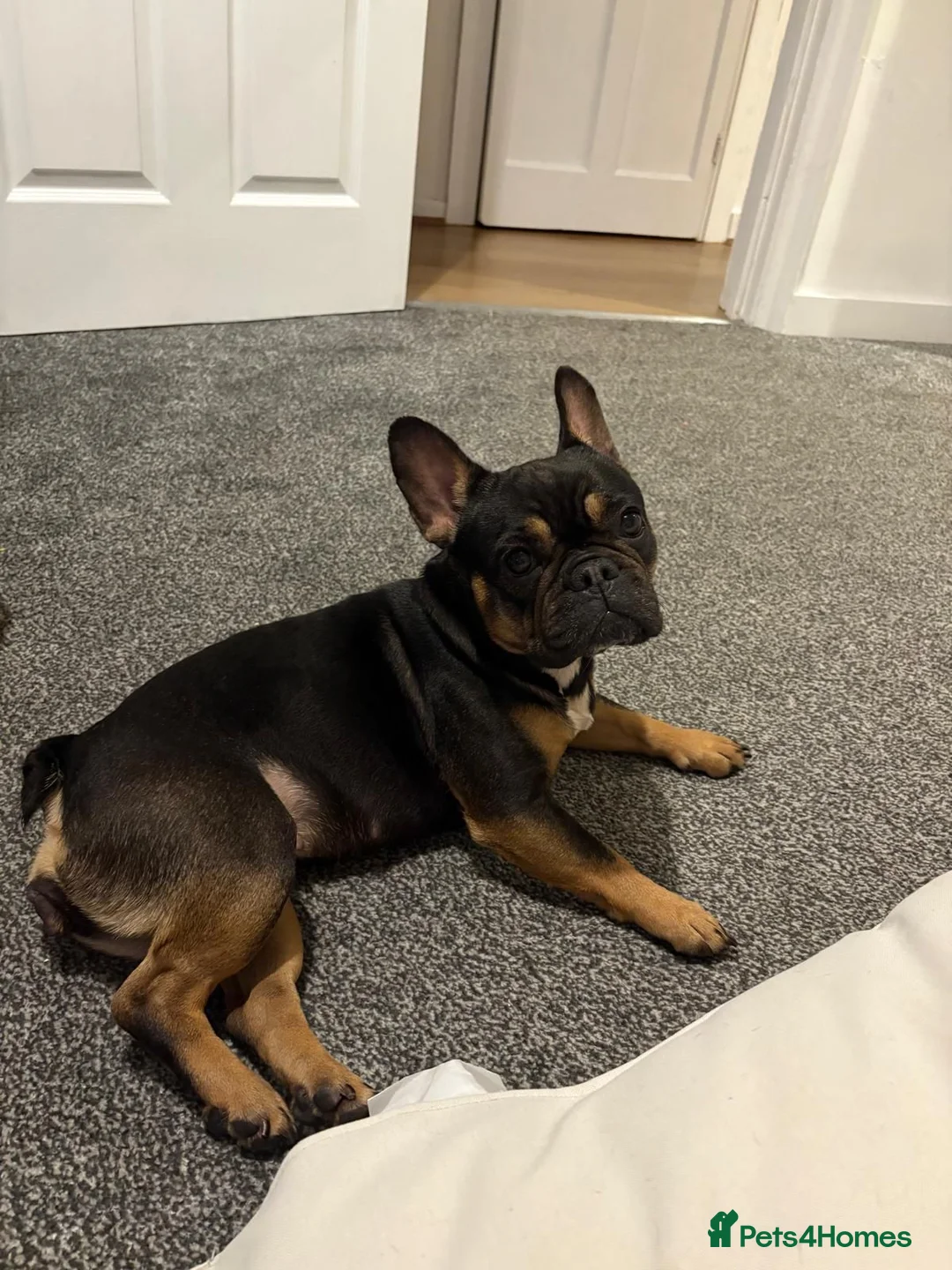 French Bulldog dogs for sale: 2 franchies must go together  - Advert 2