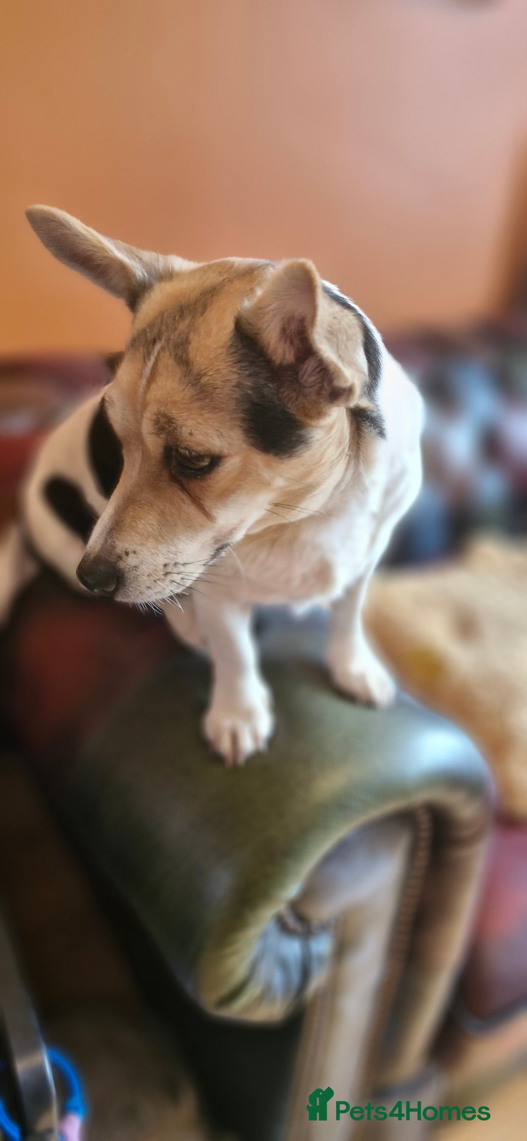 Jack Russell dogs for sale: Gorgeous adult female jack Russell  - Image 8
