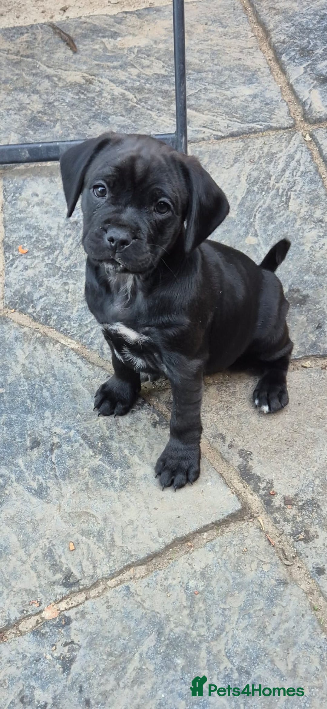 Mixed Breed dogs for sale: Adorable pug puppies  - Image 1