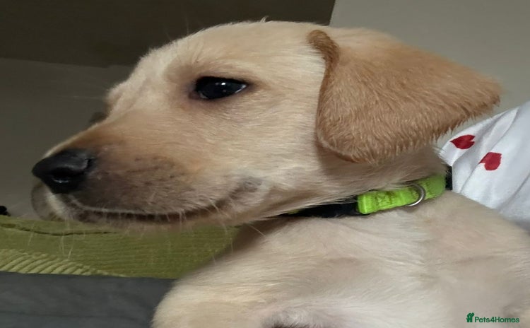 Labrador Retriever dogs LABRADOR PUPPYS 5WEEKS READY TO VIEW - Advert 5