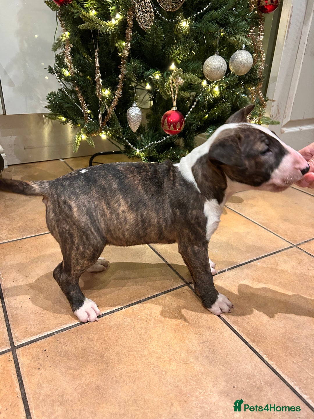 Bull Terrier dogs for sale: Lovely big boned bull terrier  - Advert 7