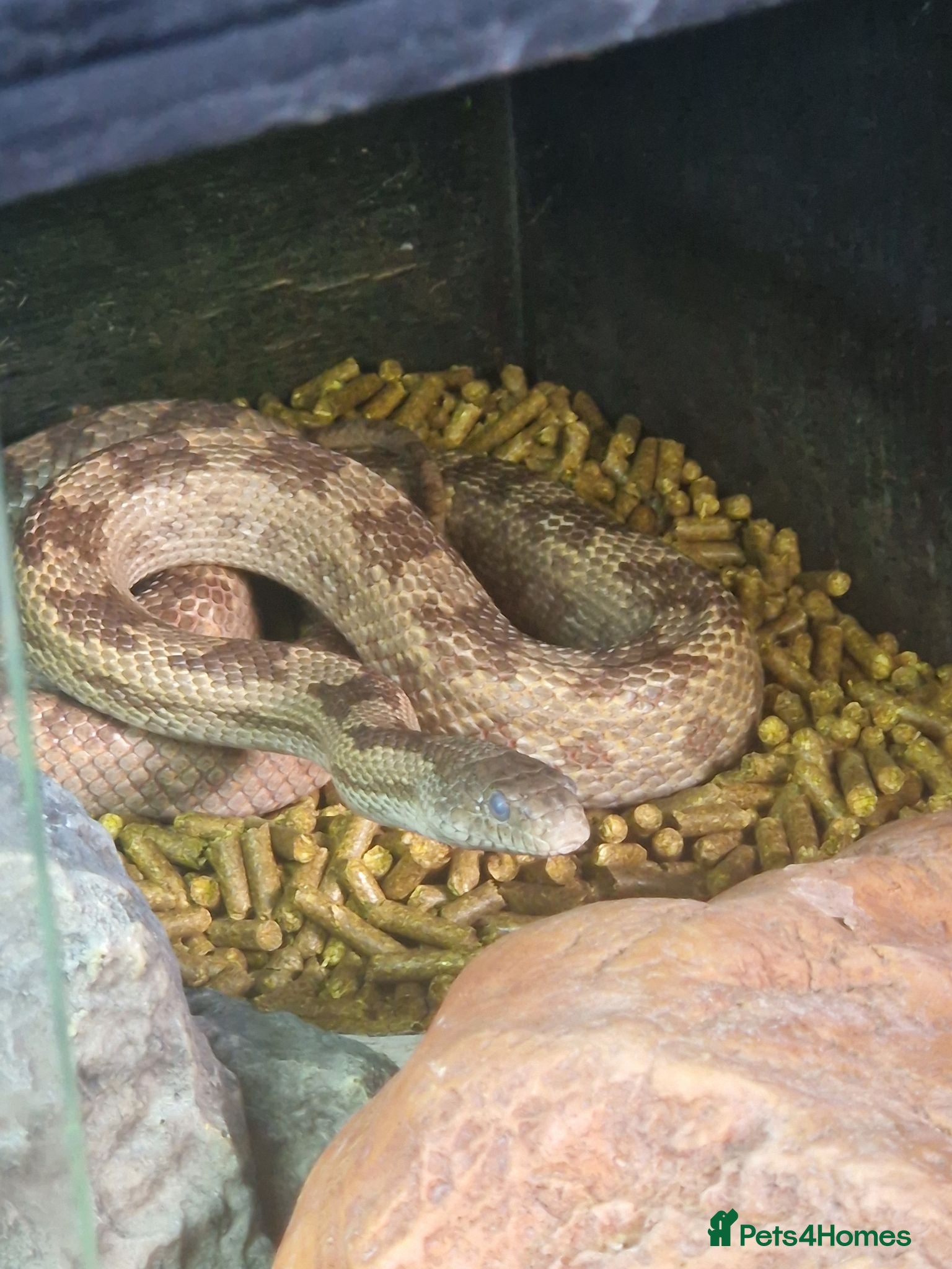 Rat Snake reptiles Rat Snake - Advert 13