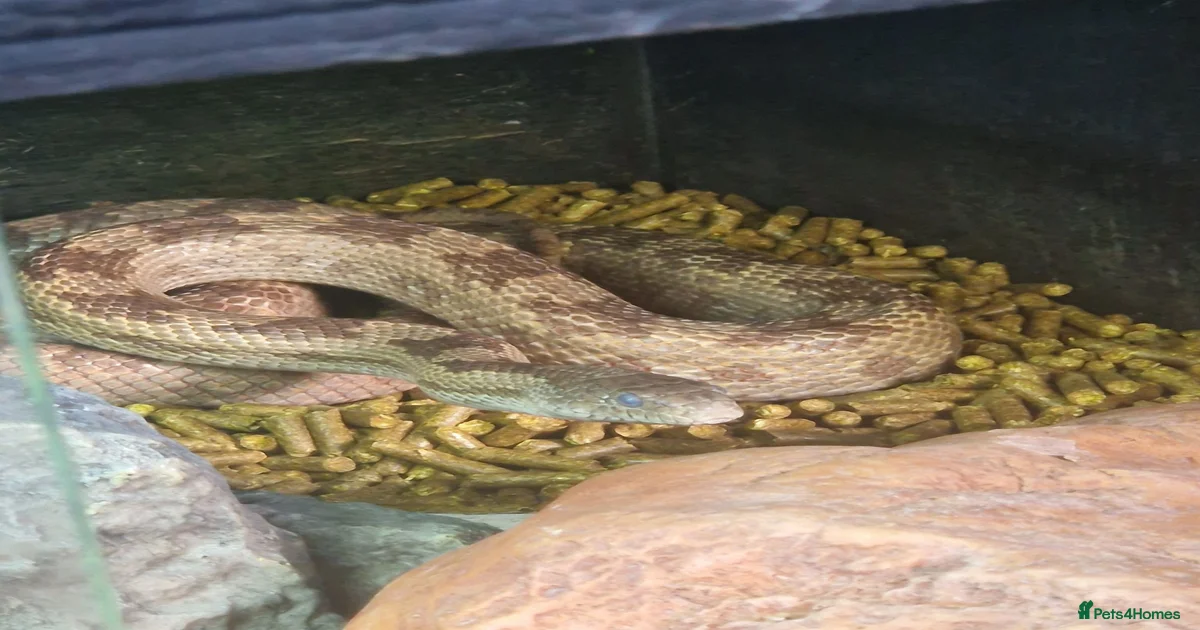 Rat Snake for sale in Birmingham | Pets4Homes