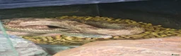 Rat Snake reptiles for sale: Rat Snake - Advert 1