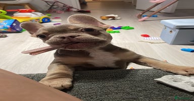 French Bulldog dogs - Advert 8