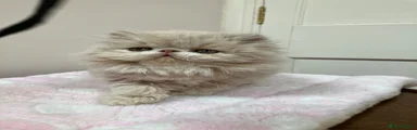 Persian 1