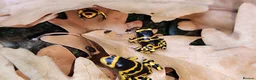 Frog reptiles for sale: Dendrobates leucomelas dart frog  - Advert 4