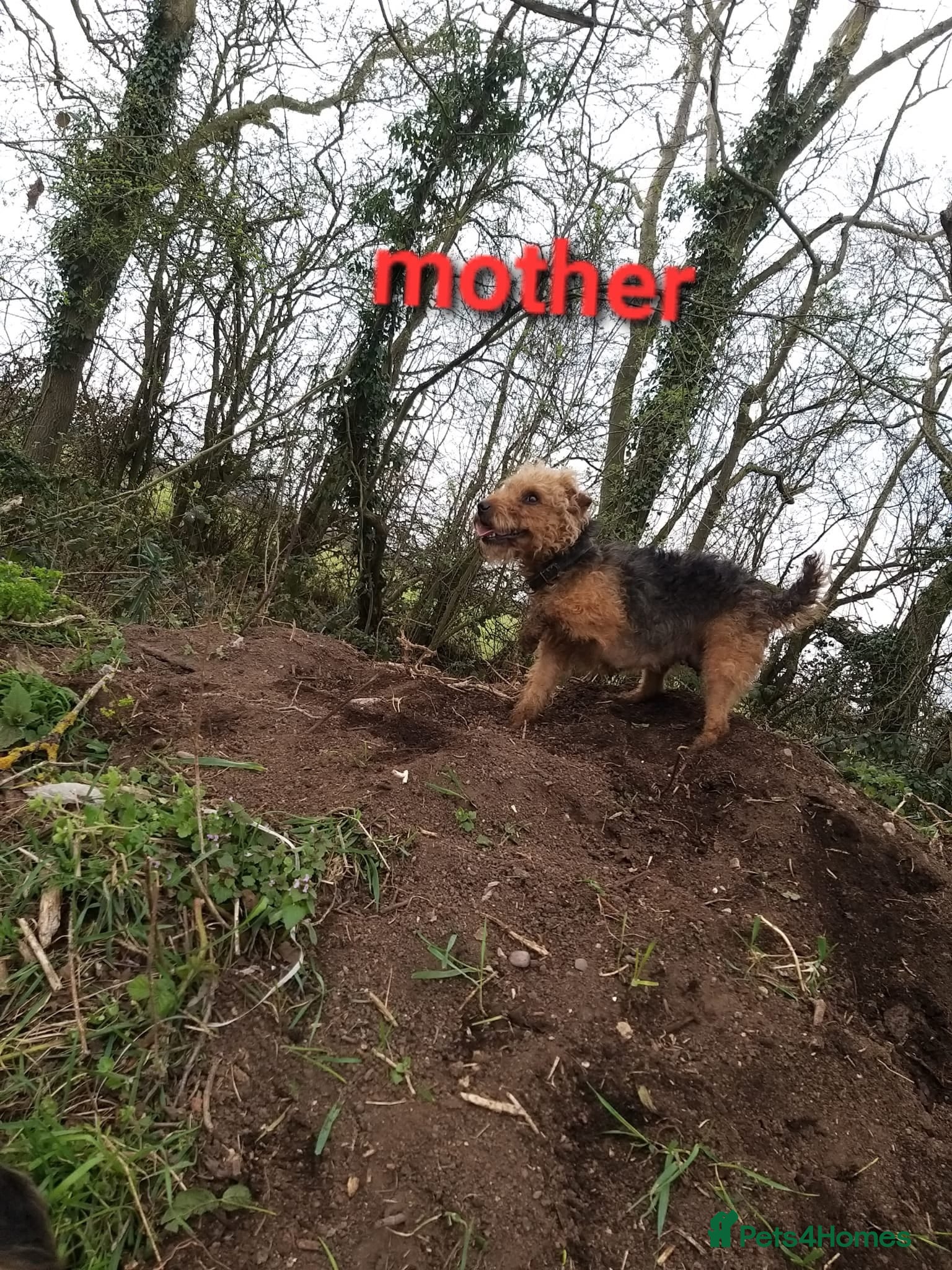 Lakeland Terrier dogs Gorgeous Lakeland terrier puppies - Advert 1