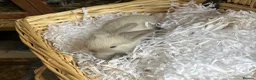 Mini Lop rabbits for sale: Early Summer 2026 - Advert 3