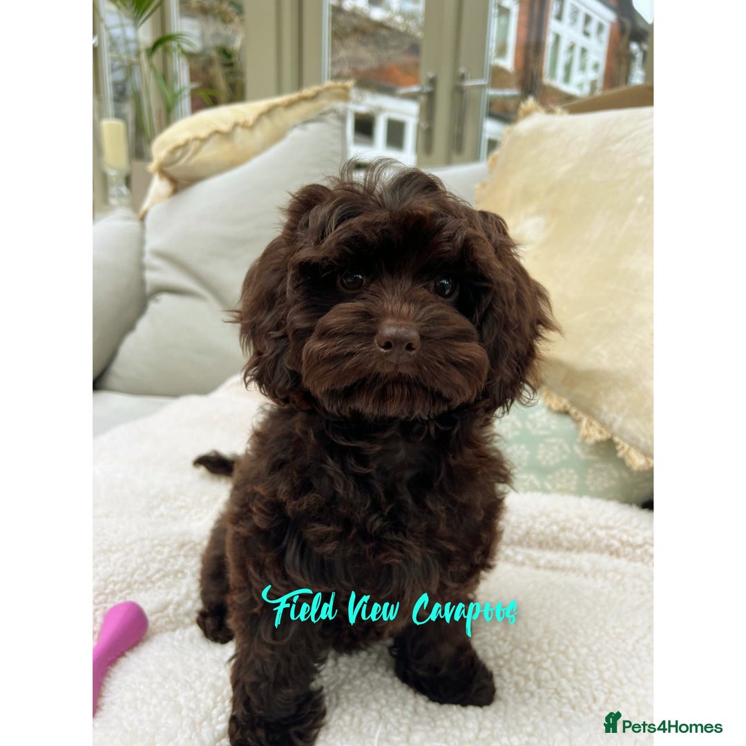 Cavalier King Charles Spaniel dogs for stud: 1st KC Registered Chocolate Cavalier Stud In UK!!  in Sutton Coldfield - Advert 6