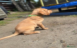Labrador Retriever dogs for sale: KC registered Labrador retrievers READY TO GO NOW - Image 5