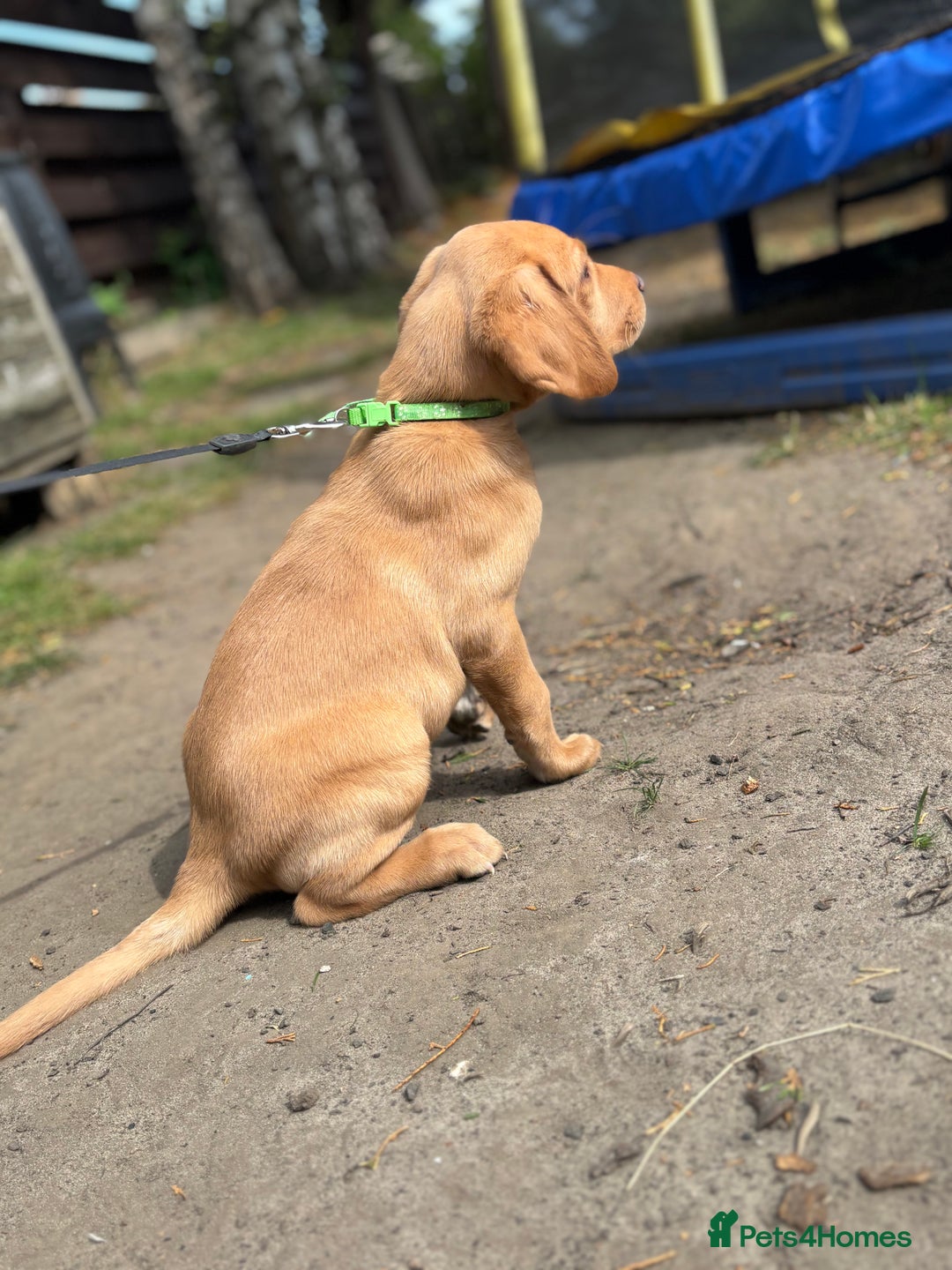 Labrador Retriever dogs for sale: KC registered Labrador retrievers READY TO GO NOW - Image 5