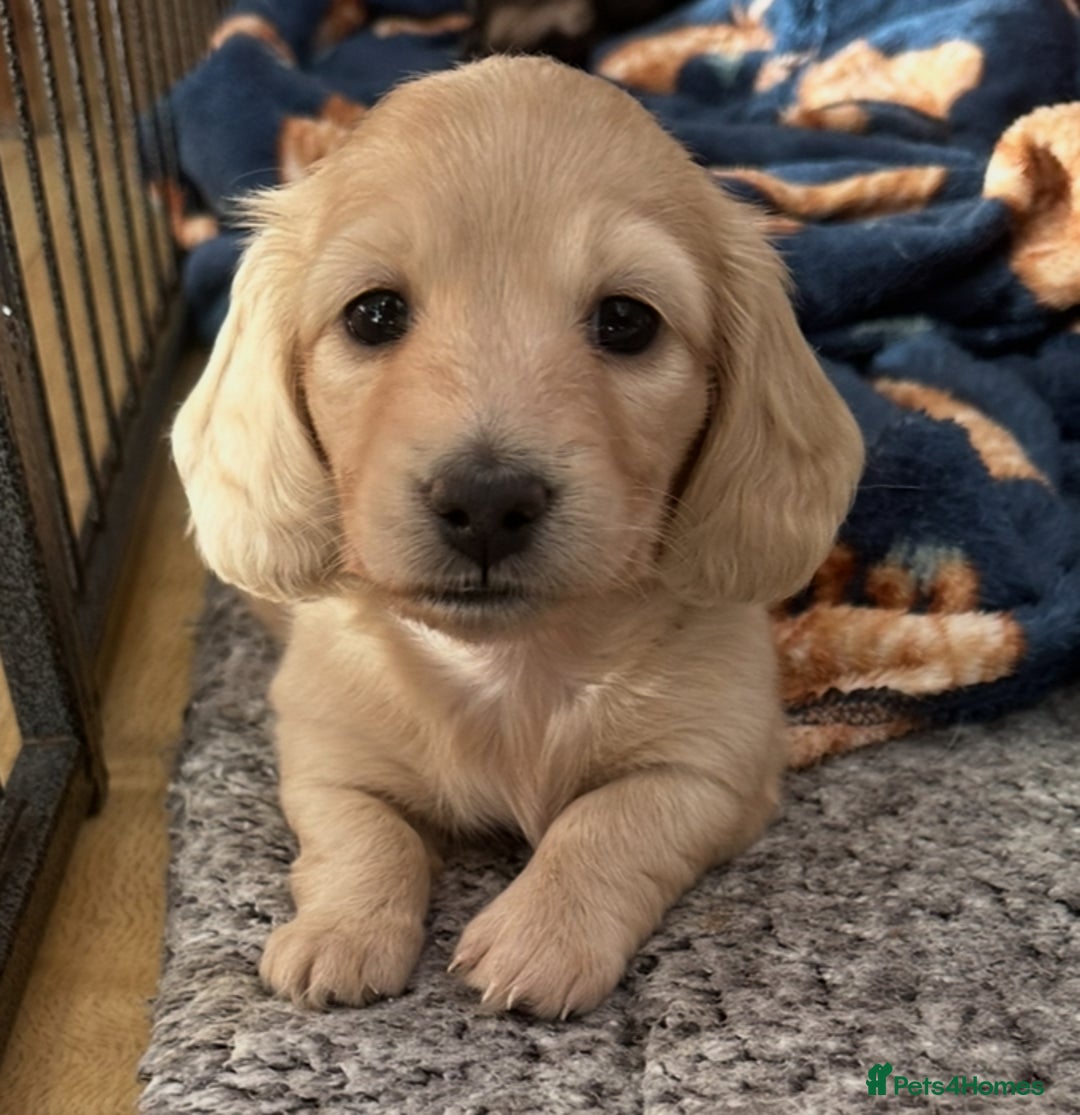 Miniature Dachshund dogs for sale: Miniature Long Haired Dachshund  - Advert 7