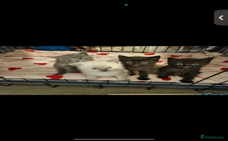 British Longhair cats Kittens for sale - Advert 1