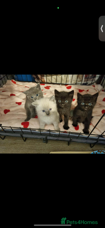 British Longhair cats Kittens for sale - Advert 1