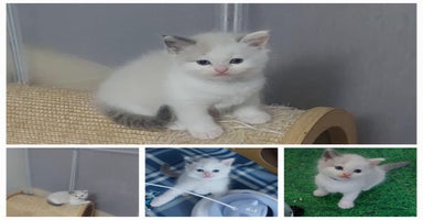 Ragdoll cats - Advert 13